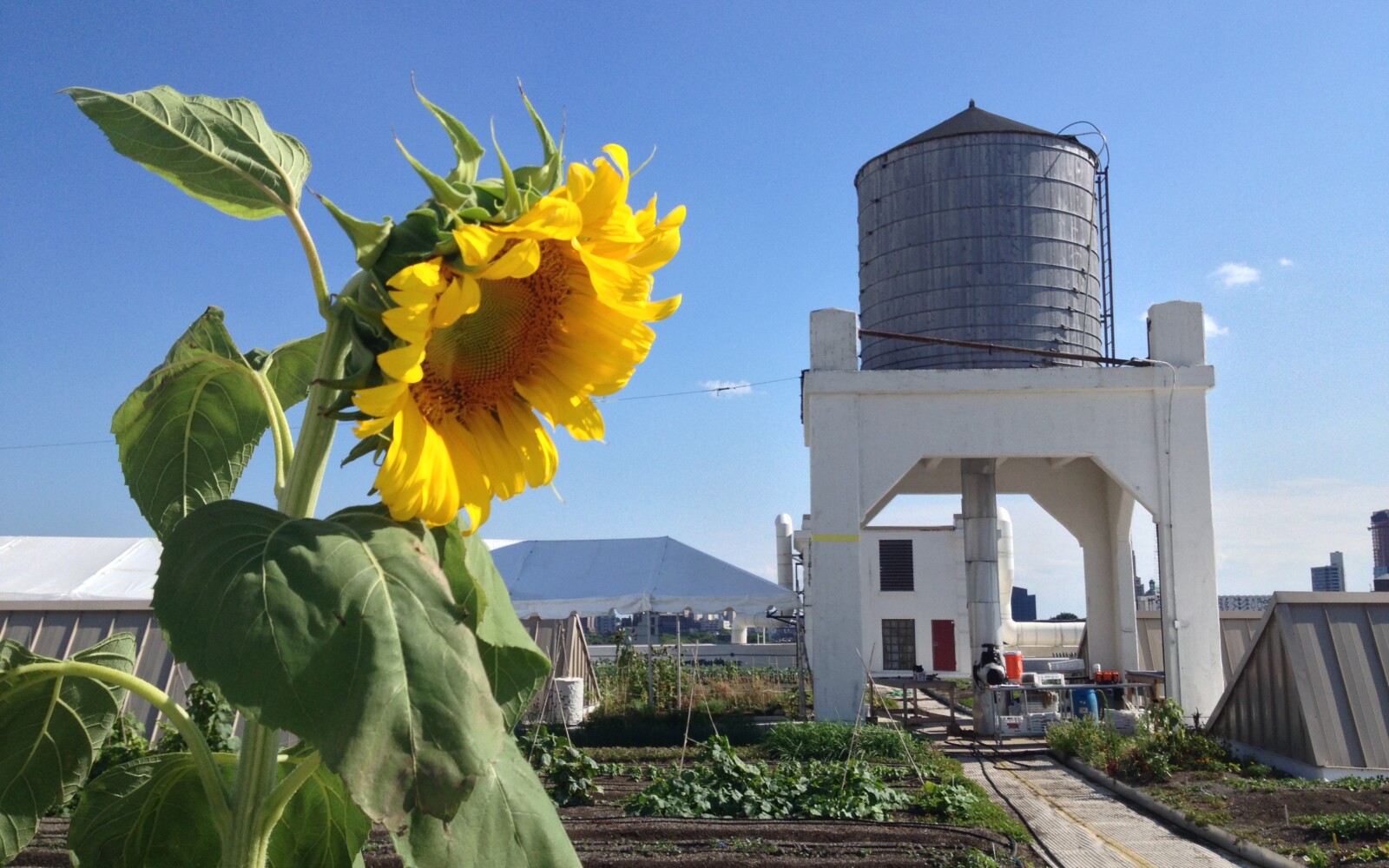 A bright yellow sunflower on a sunny, clear day with a soil-based farm and a big water tower in the background.