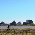 Staff at Brooklyn Grange watering
