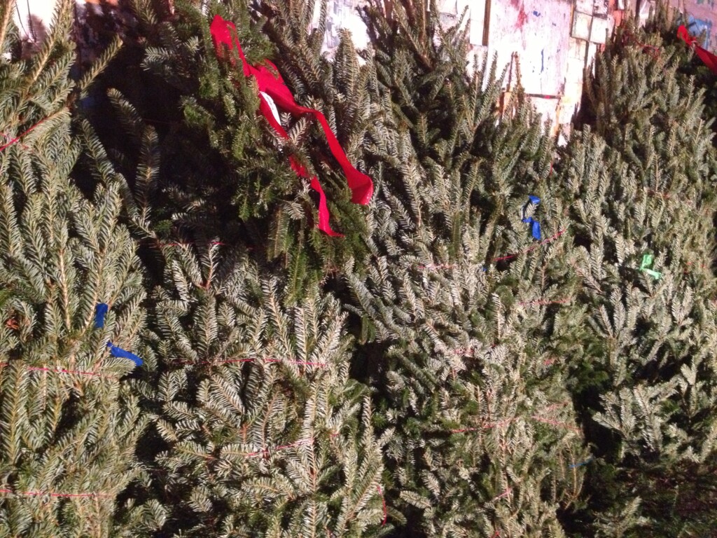 Trees for sale on the sidewalk in Park Slope, Brooklyn.