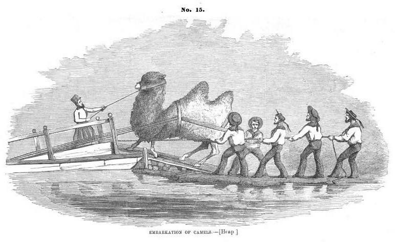 "Embarkation of camels," by Gwinn Harris Heap, from Information Respecting the Purchase of Camels for the Purposes of Military Transportation, 1857