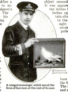 A rare Navy hero pigeon, who saved a British air crew in 1918