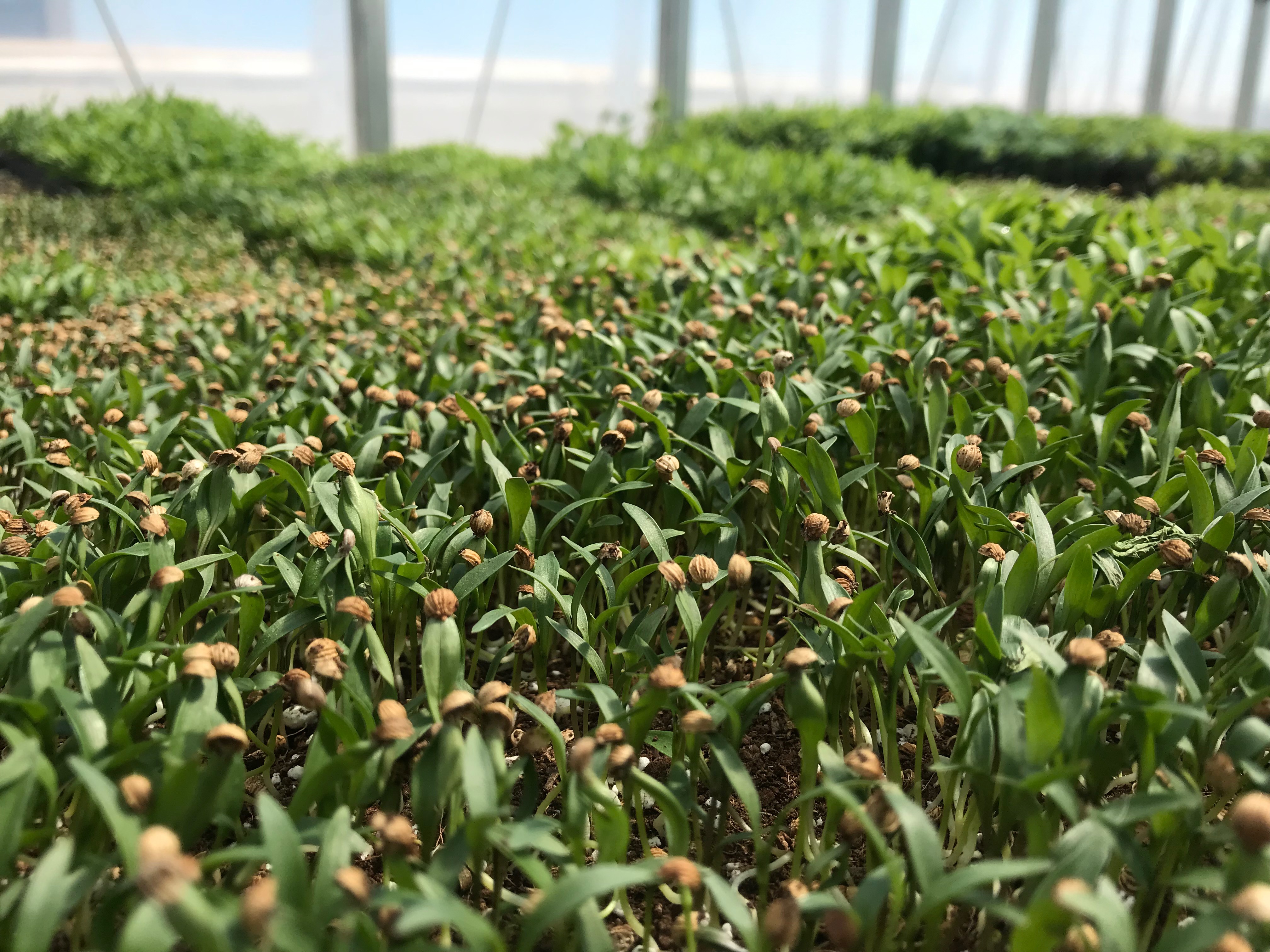 Close-up photo of microgreens growing in a tray in a greenhouse