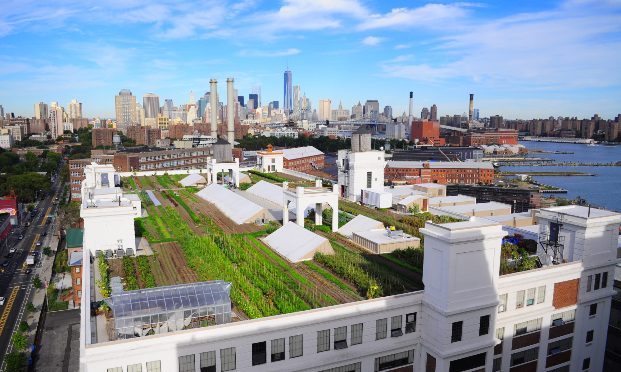 Aerial view of a rooftop farm with Manhattan skyline in the distance