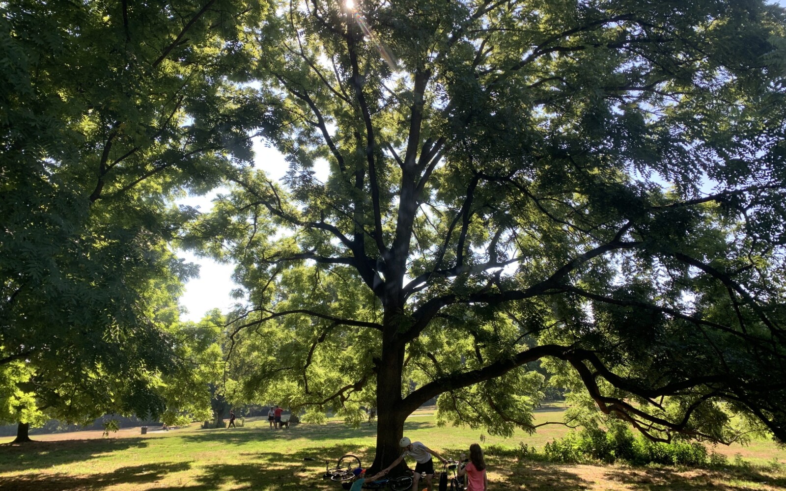 Large tree in a field with a family riding bicycles beneath it.